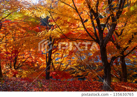Brilliant backlit maples near the event plaza at Momiji Lake (Minowa Dam), a famous autumn foliage spot in Higashiminowa, Minowa Town, Kamiina District, Nagano Prefecture Brilliant backlit maples near the event plaza at Momiji Lake (Minowa Dam), a famous autumn foliage spot in Higashiminowa, Minowa Town, Kamiina District, Nagano Prefecture 135630765