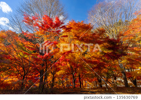 Brilliant backlit maples near the event plaza at Momiji Lake (Minowa Dam), a famous autumn foliage spot in Higashiminowa, Minowa Town, Kamiina District, Nagano Prefecture Brilliant backlit maples near the event plaza at Momiji Lake (Minowa Dam), a famous autumn foliage spot in Higashiminowa, Minowa Town, Kamiina District, Nagano Prefecture 135630769