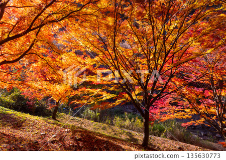 Brilliant backlit maples near the event plaza at Momiji Lake (Minowa Dam), a famous autumn foliage spot in Higashiminowa, Minowa Town, Kamiina District, Nagano Prefecture 135630773