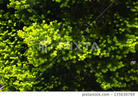 This is a close-up of a fir tree. 135630789