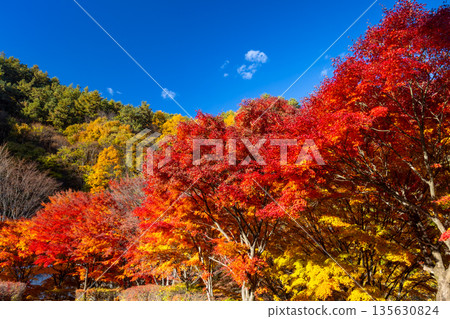 Vivid maples near the event plaza at Momiji Lake (Minowa Dam), a famous autumn foliage spot in Higashiminowa, Minowa Town, Kamiina District, Nagano Prefecture Vivid maples near the event plaza at Momiji Lake (Minowa Dam), a famous autumn foliage spot in Higashiminowa, Minowa Town, Kamiina District, Nagano Prefecture 135630824