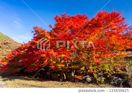 Vivid maples near the event plaza at Momiji Lake (Minowa Dam), a famous autumn foliage spot in Higashiminowa, Minowa Town, Kamiina District, Nagano Prefecture 135630825