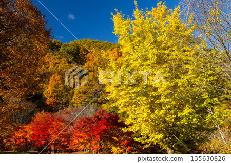 Higashiminowa, Minowa Town, Kamiina District, Nagano Prefecture - Vibrant maples and ginkgo trees near the event plaza at Momiji Lake (Minowa Dam), a famous spot for viewing autumn leaves Higashiminowa, Minowa Town, Kamiina District, Nagano Prefecture - Vibrant maples and ginkgo trees near the event plaza at Momiji Lake (Minowa Dam), a famous spot for viewing autumn leaves 135630826