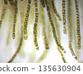 海藻的顯微照片 135630904