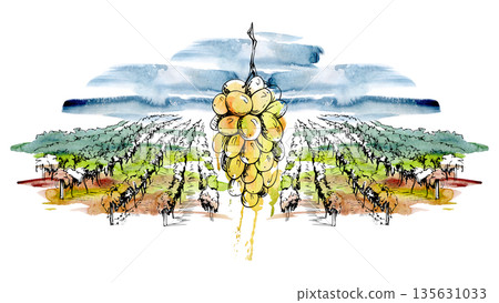 Mediterranean Tuscany vineyard panorama with hanging grape cluster in ink linework, watercolor wash sky, clouds backdrop. Illustration for winery produce labels, farm tourism design, food magazines. Mediterranean Tuscany vineyard panorama with hanging grape cluster in ink linework, watercolor wash sky, clouds backdrop. Illustration for winery produce labels, farm tourism design, food magazines. 135631033