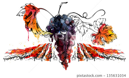 Countryside vineyard scene with rows of grapevines receding into horizon, grape bunch closeup with leaves and tendrils. Isolated hand drawn watercolor and ink illustration for winery promotion, menu 135631034