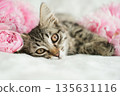 Charming tabby kitten with striking eyes lies among lush pink peonies, conveying a sense of calm and beauty 135631116