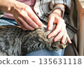 Close-up shot of person applying topical flea and tick treatment to gray tabby cat's neck, focusing on pet health and care 135631118