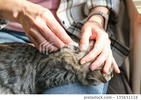Close-up shot of person applying topical flea and tick treatment to gray tabby cat's neck, focusing on pet health and care Close-up shot of person applying topical flea and tick treatment to gray tabby cat's neck, focusing on pet health and care 135631118