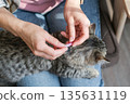 Top view of woman's hands holding flea and tick repellent and cat lying calmly on her lap 135631119