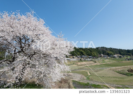 寧靜鄉村的櫻花盛開 寧靜鄉村的櫻花盛開 135631323