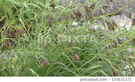A gouso swaying in the wind A gouso swaying in the wind 135631371