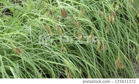 風中搖曳的高祖 135631372