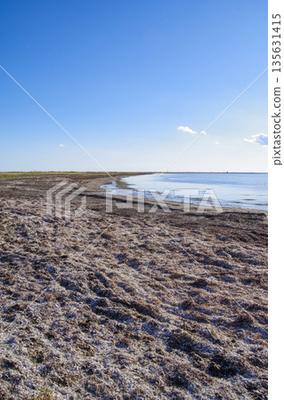 野付半島上的戶原，那裡仍保留著一片枯死的庫頁島冷杉林。 135631415