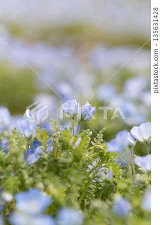 Nemophila field Nemophila field 135631428