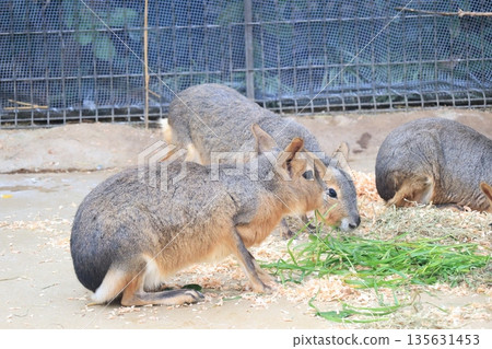 Mara, a captive land mammal 135631453
