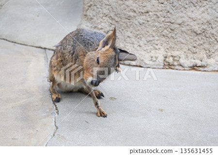 瑪拉,一隻圈養的陸生哺乳動物 瑪拉,一隻圈養的陸生哺乳動物 135631455