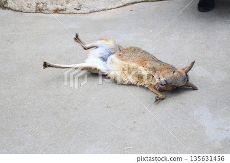 Mara, a captive land mammal 135631456