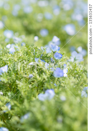 Nemophila field Nemophila field 135631457