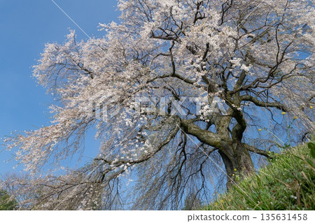 Cherry blossoms in full bloom in the tranquil countryside Cherry blossoms in full bloom in the tranquil countryside 135631458