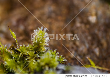 Frozen moss and frost crystals on a winter morning Frozen moss and frost crystals on a winter morning 135631462