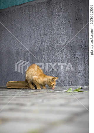 A cat is crouched on a cobblestone path, looking closely at something on the ground near a gray wall. It seems focused on finding something to eat 135632063