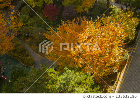 This is a top view of autumn trees dyed red. 135632186