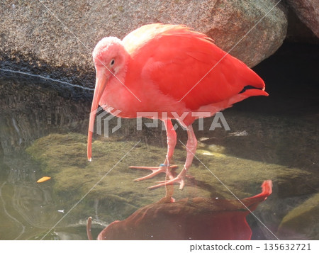 A captive red Scarlet Ibis bird looking at the surface of a pond A captive red Scarlet Ibis bird looking at the surface of a pond 135632721