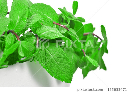 A bunch of green mint leaves are shown in a close up A bunch of green mint leaves are shown in a close up 135633471