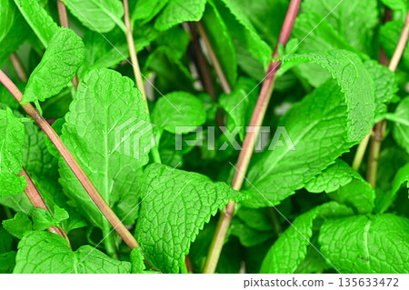 A bunch of green mint leaves are shown in a close up 135633472