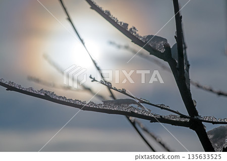 A branch covered in frost and snow with a sun in the background A branch covered in frost and snow with a sun in the background 135633525