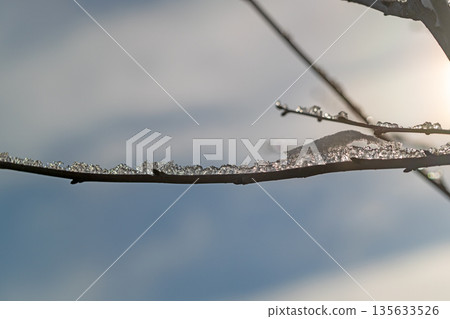 A branch covered in ice crystals and snow 135633526