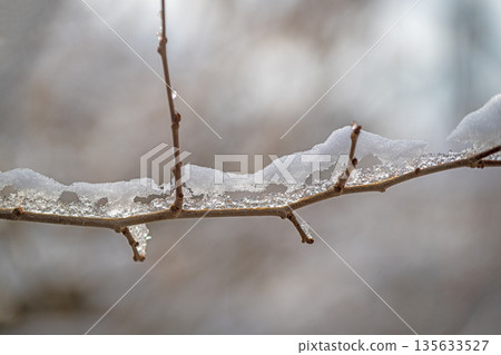 A branch covered in snow A branch covered in snow 135633527
