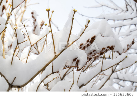 A tree branch covered in snow A tree branch covered in snow 135633603