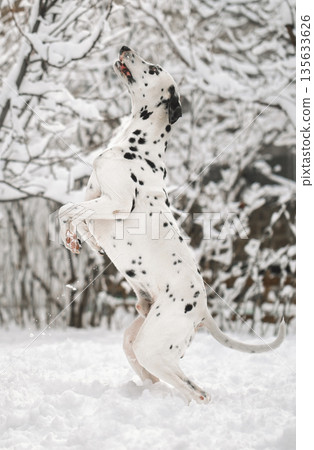 A white dalmatian dog is standing in the snow with its paws in the air A white dalmatian dog is standing in the snow with its paws in the air 135633626