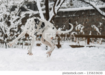 A dalmatian dog is jumping in the snow A dalmatian dog is jumping in the snow 135633630