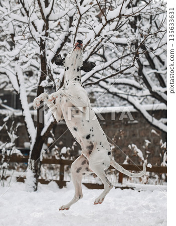 A dalmatian dog is jumping in the snow A dalmatian dog is jumping in the snow 135633631