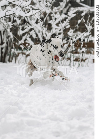 A dalmatian dog is running through the snow, leaving paw prints behind 135633632