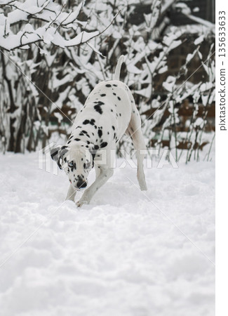 A dalmatian dog is in the snow 135633633