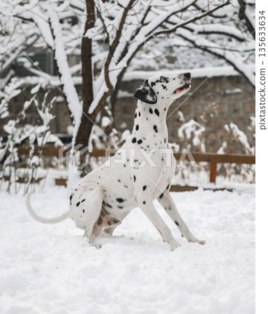 A dalmatian dog with black spots is standing in the snow A dalmatian dog with black spots is standing in the snow 135633634