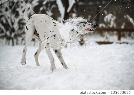 A dalmatian dog is playing in the snow and has a white collar on A dalmatian dog is playing in the snow and has a white collar on 135633635