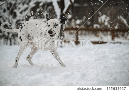 A dalmatian white dog is playing in the snow A dalmatian white dog is playing in the snow 135633637