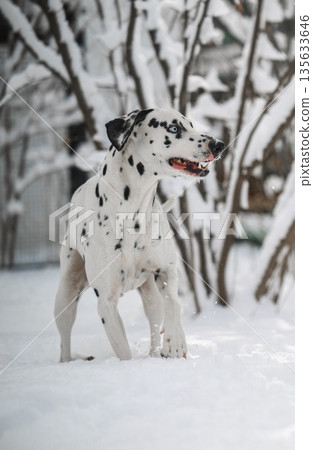 A dalmatian dog is walking in the snow A dalmatian dog is walking in the snow 135633646
