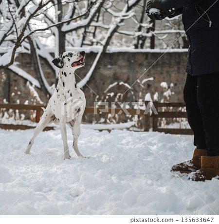 A dalmatian dog is playing in the snow with a person A dalmatian dog is playing in the snow with a person 135633647