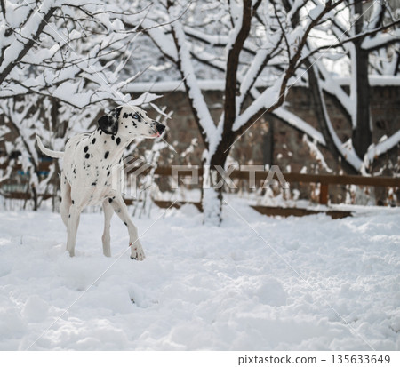 A white dalmatian dog with black spots is walking in the snow A white dalmatian dog with black spots is walking in the snow 135633649