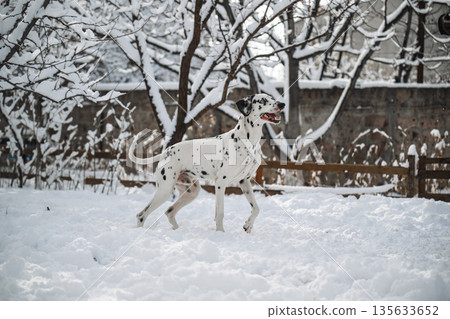 A dalmatian dog is walking in the snow A dalmatian dog is walking in the snow 135633652