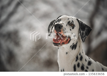 A dalmatian dog with a black and white coat is smiling and looking at the camera 135633656