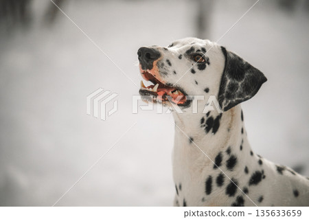 A dalmatian dog with black and white spots is looking at the camera 135633659