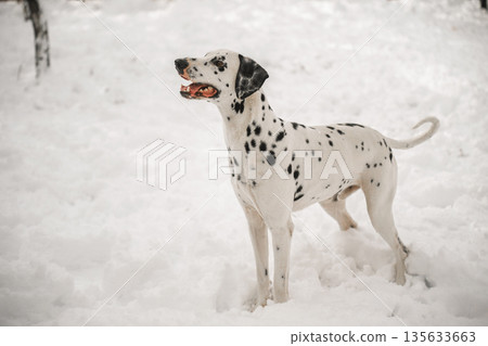 A dalmatian dog is standing in the snow 135633663