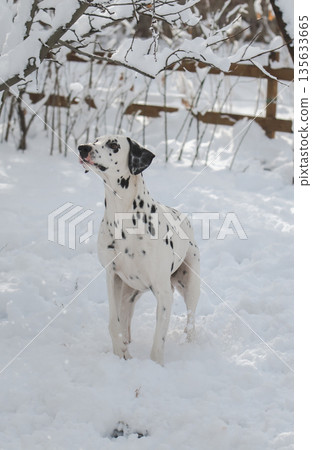 A dalmatian dog is standing in the snow A dalmatian dog is standing in the snow 135633665